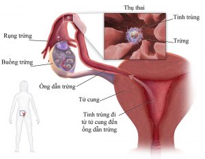 Nhận biết tinh trùng vào cơ thể qua dấu hiệu nào?